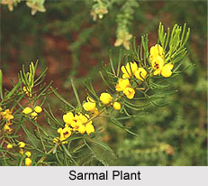 Sarmal, Indian Medicinal Plant