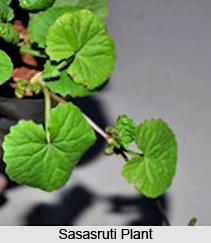 Sasasruti, Indian Medicinal Plant