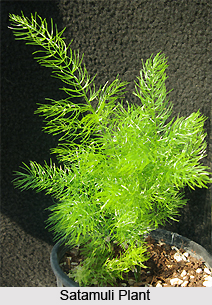 Satamuli, Indian Medicinal Plant