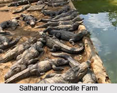 Sathanur Crocodile Farm