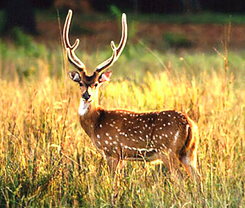 Satpura National Park - Tourism in Pachmarhi, Madhya Pradesh