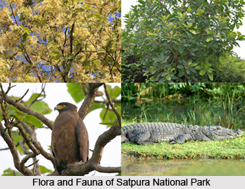 Satpura National Park, Madhya Pradesh