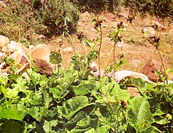 Saussurea, Indian Plant