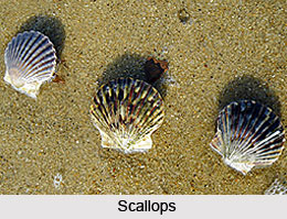 Scallops, Indian Marine Species