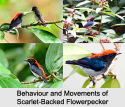 Scarlet-Backed Flowerpecker, Indian Bird