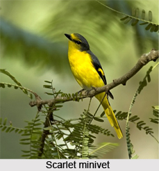 Scarlet Minivet, Indian Bird