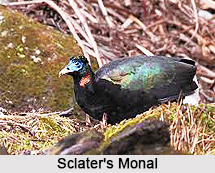 Sclater`s monal, Indian Bird