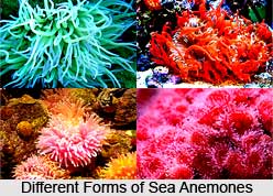 Sea Anemones, Indian Marine Species