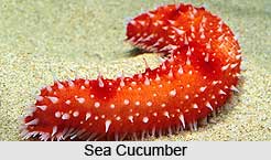 Sea Cucumbers, Indian Marine Species