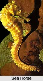 Sea Horse, Indian Marine Species