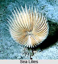 Sea Lilies, Indian Marine Species