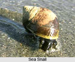 Sea Snails