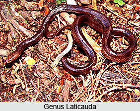 Sea Snakes, Indian Marine Species