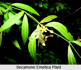 Secamone emetica, Indian Medicinal Plant