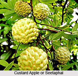 Sitaphal, Custard Apple Tree, Indian Medicinal Plant