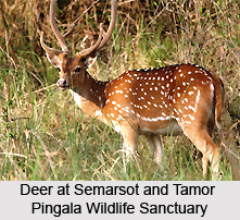 Semarsot and Tamor Pingala Wildlife Sanctuary, Chhattisgarh