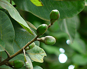 Semecarpus