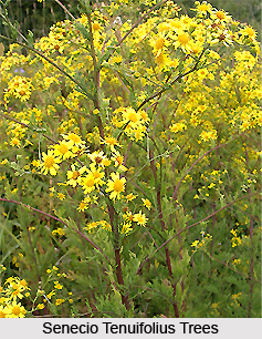 Senecio tenuifolius, Indian Medicinal Plant