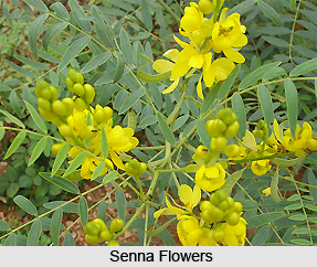 Senna , Indian Plant