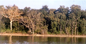 Forest at Seoni District