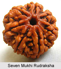 Seven Mukhi Rudraksha