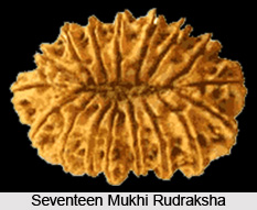 Seventeen Mukhi Rudraksha