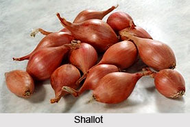 Shallot