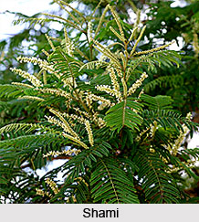 Shami, White Kutch, Indian Medicinal Plant
