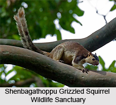 Shenbagathoppu Grizzled Squirrel Wildlife Sanctuary, Assam