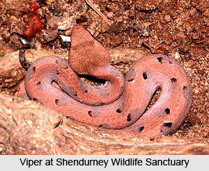 Shendurney Wildlife Sanctuary, Kollam District, Kerala