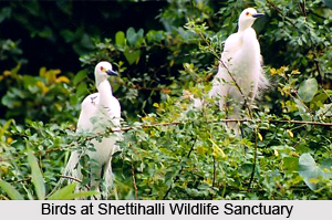 Shettihalli Wildlife Sanctuary, Shimoga District, Karnataka