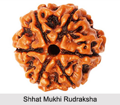 Shhat Mukhi Rudraksha