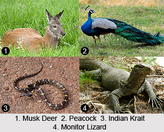 Shilli Wildlife Sanctuary, Solan District, Himachal Pradesh