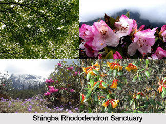 Shingba Rhododendron Sanctuary, Sikkim