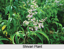 Shivari, Indian Medicinal Plant