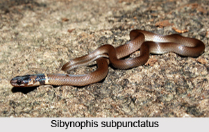 Sibynophis Subpunctatus, Indian Reptile