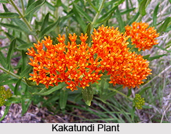 Silkweed, Indian Medicinal Plant