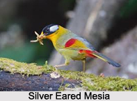 Silver-Eared Mesia, Indian Bird