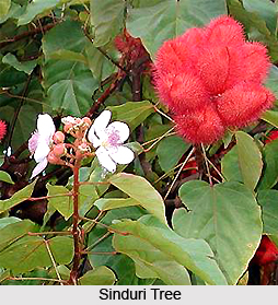 Sinduri, Indian Medicinal Plant