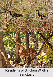 Singhori Wildlife Sanctuary, Raisen District, Madhya Pradesh