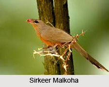Sirkeer Malkoha, Indian Bird