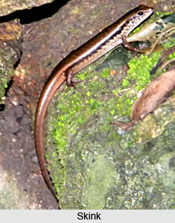 Skink, Indian Reptile