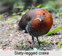 Slaty-legged crake, Indian Bird