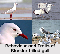 Slender-Billed Gull, Indian Bird