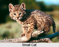 Small Cats, Wild Animals