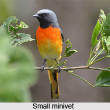 Small Minivet, Indian Bird