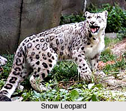 Snow Leopard, Indian Animal