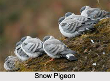 Snow pigeon, Indian Bird