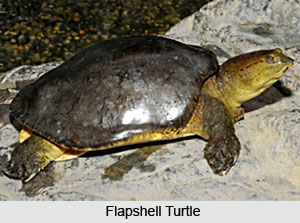 Soft Shelled Turtle