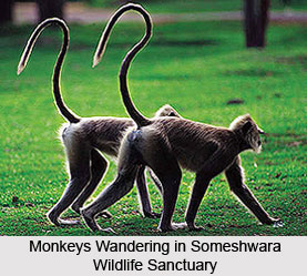 Someshwara Wildlife Sanctuary, Udupi District, Karnataka
